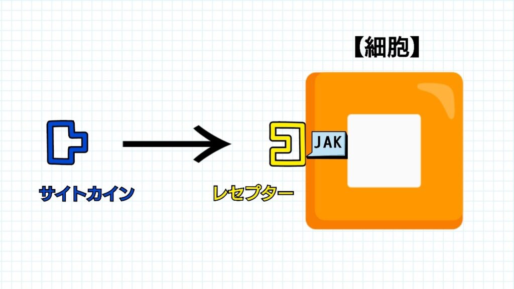 サイトカインが炎症を伝達する仕組みのイメージイラスト①