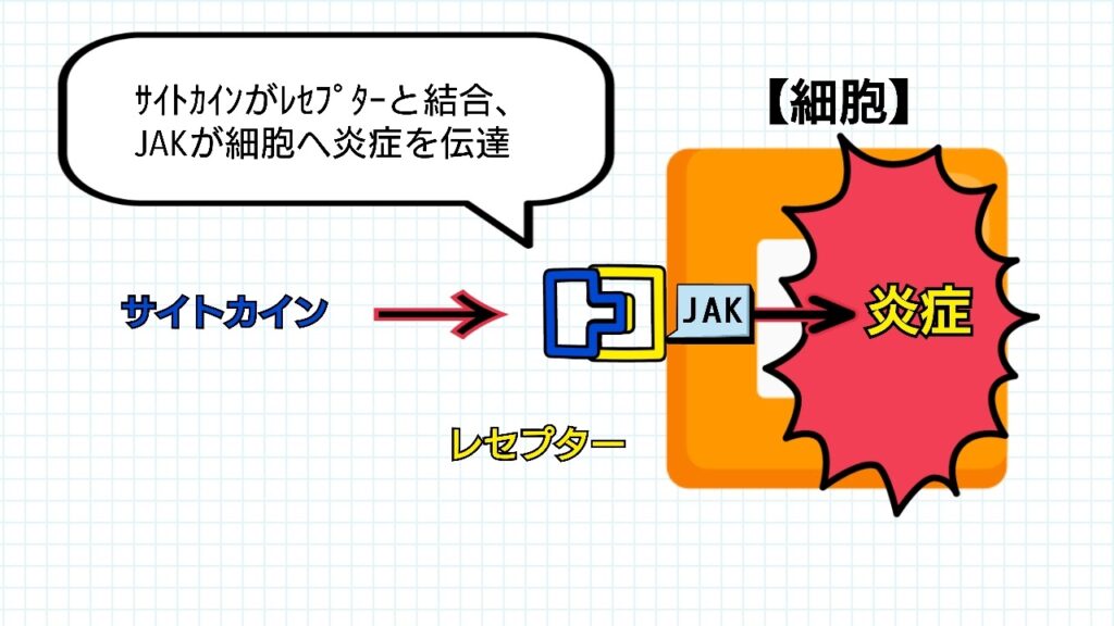 サイトカインが炎症を伝達する仕組みのイメージイラスト②