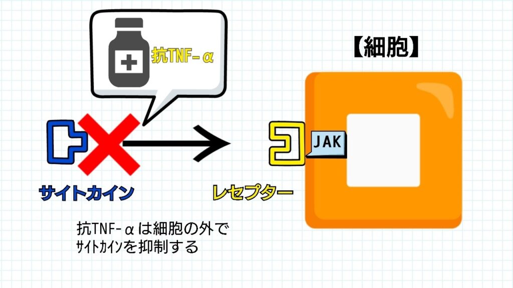 抗TNF-αのサイトカインを抑制する働きのイメージイラスト