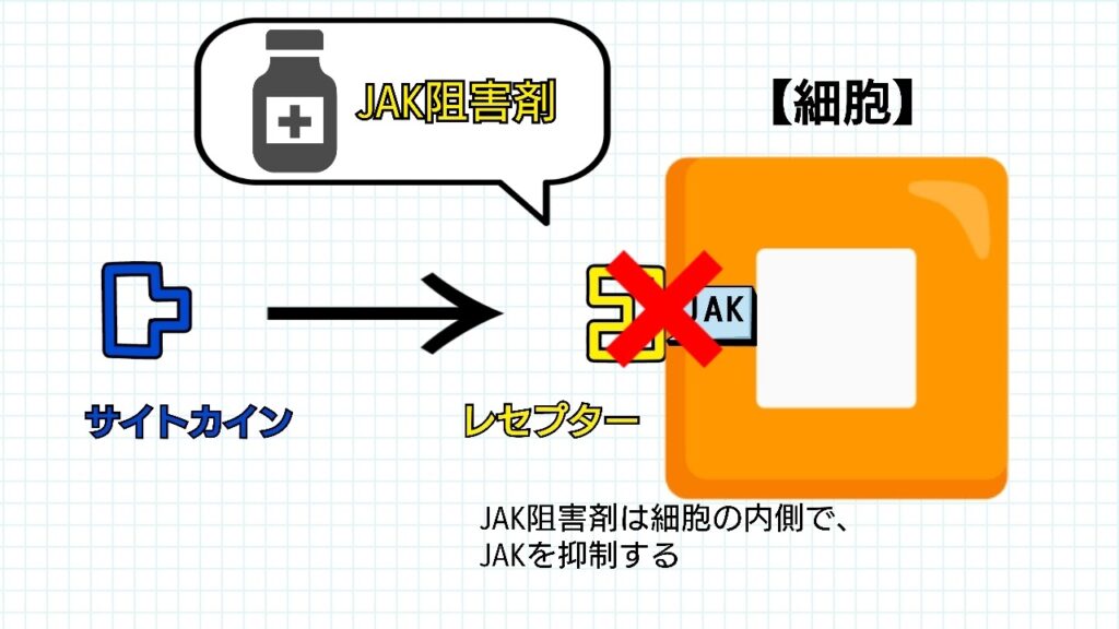 JAK阻害剤のJAKを阻害する働きのイメージイラスト