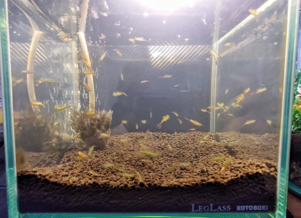 きくらげのホウネンエビ飼育 繁殖した写真