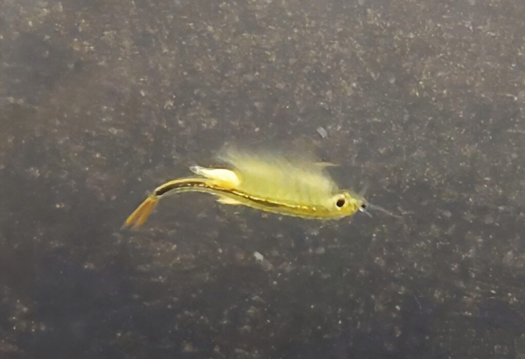 きくらげ飼育のホウネンエビの写真