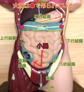 腸の模型を使った消化管の図解。小腸、上行結腸、横行結腸、下行結腸、直腸などの位置関係を示す教育用モデル