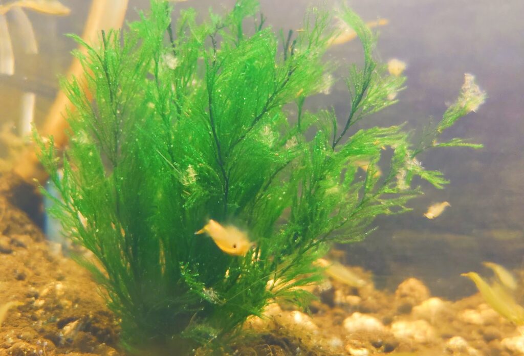 【株式会社 マルカンニッソー事業部】『ニッソー メダカのたまご産み草 ミニ』の使ってみた実際の写真