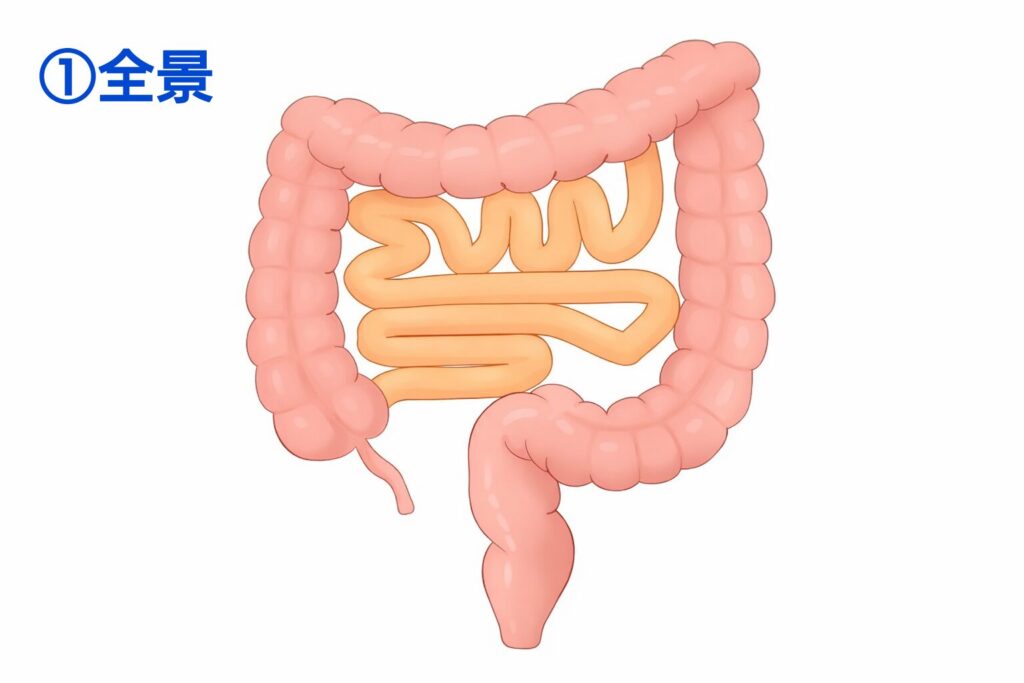 大腸と小腸、直腸の位置関係を示した全体の模式図